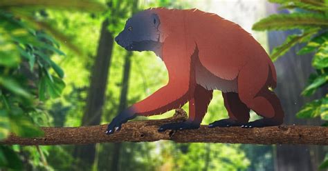 Eons When Giant Lemurs Ruled Madagascar Season 2 Episode 37 Pbs