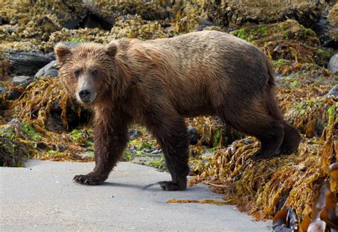 Grizzly Bear In Alaska Smithsonian Photo Contest Smithsonian Magazine