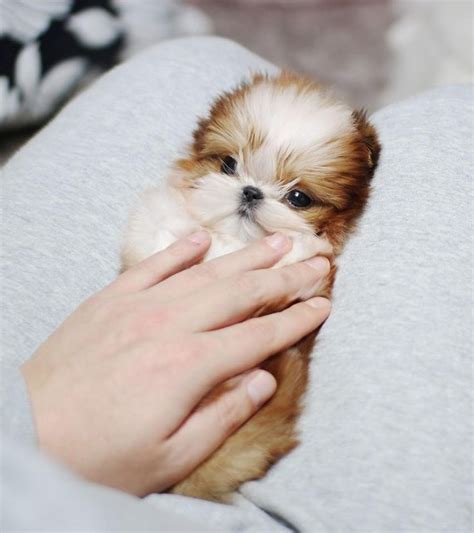 Do You Know Why Shih Tzu Puppies Are The Best Option For You