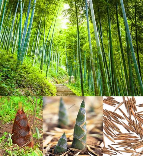 20 pcs moso bamboo perennial ornamental plants chinese bamboo plant bonsai for diy home garden