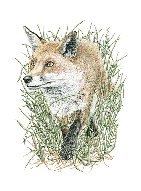 Prowling Fox Wildwood Arts Dartmoor