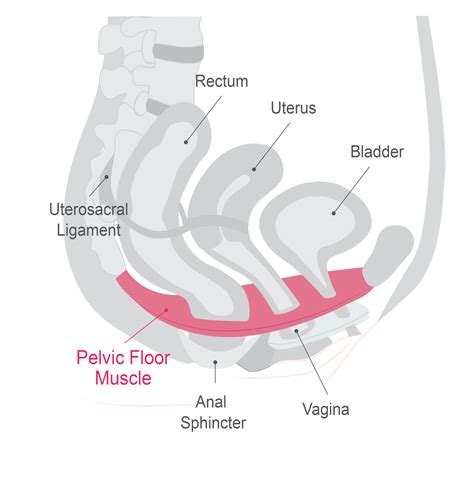 Pelvic Floor Anatomy Ppt