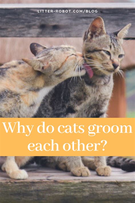 Why Do Cats Groom Each Other Learn More On Litter Robot Blog Cat Grooming Cats Cat Shedding