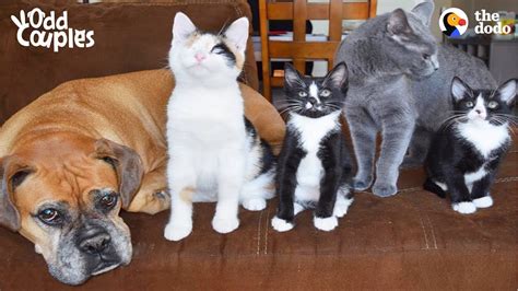 Dog And Cat Help Raise Foster Kittens Together The Dodo Odd Couples
