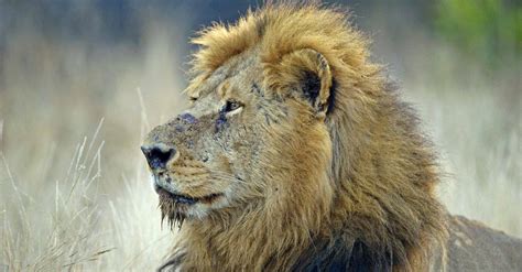Lion Predators: What Eats Lions? - A-Z Animals