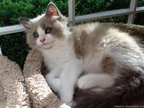 Home raised and vet checked. Pinkerton Ragdolls- Beautiful Purebred Ragdoll Kittens for ...