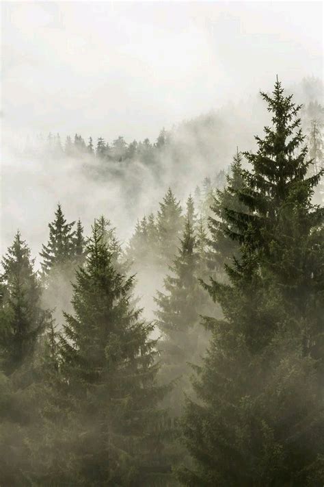 Morning Nature Foggy Forest Nature Photography