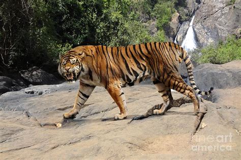 Ngandong Tiger Photograph By Roman Uchytelscience Photo Library Fine