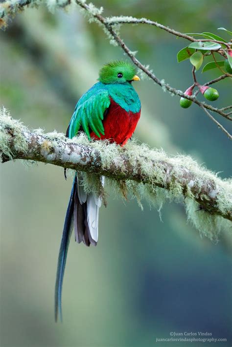 Resplendent Quetzal Focusing On Wildlife Quetzal Photos Of The