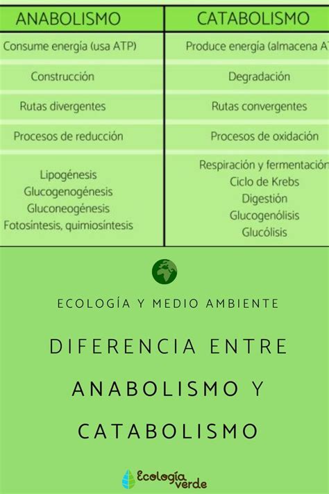 Diferencia Entre Anabolismo Y Catabolismo Resumen Anabolismo Notas De Biolog A Biolog A