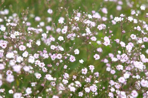 How To Grow And Care For Babys Breath 2023