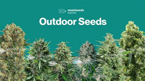 Outdoor Cannabis Seeds For Sale Feminized And Auto Wse