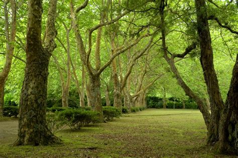 Background Jalan Dengan Pepohonan Di Azores Foto Dan Gambar Untuk