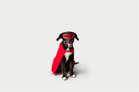 Super Hero Dog Animal Lover Dogs Superhero