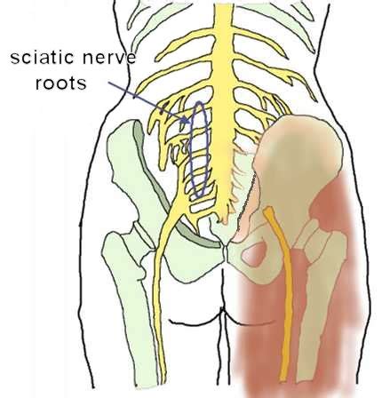 Sciatic Nerve Anatomy Anatomical Charts Posters Hot Sex Picture