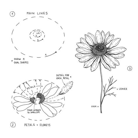 Alice On Instagram ️daisy ️ How You Can Draw A Daisy Step By