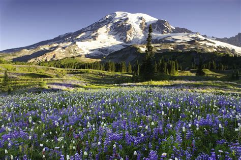 Washington State Wilderness Areas Maxipx