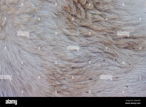 Group Of Ticks On Dog Fur Macro Close Up View Stock Photo Alamy