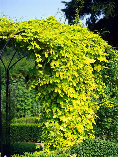 Golden Hops A Simple Arbor Is Brightened And Covered Quickly By The