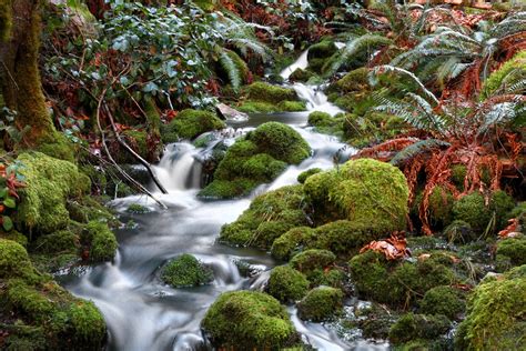 forest, Jungle, River, Rocks, Stones, Waterfalls, Canada Wallpapers HD / Desktop and Mobile 