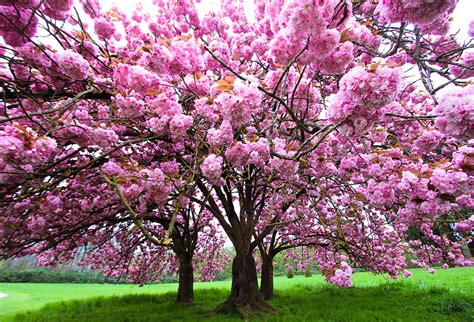 Le Cerisier En Fleur Du Japon Gamm Vert