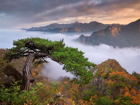 The Cobra Tree And Unbelievably Beautiful Fog Filled Mountains