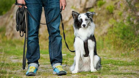 Best Dog Training Methods Choosing The Right Way To Train Your Puppy