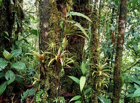 Rainforest Bromeliad Plant