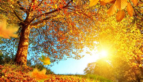 Sun Trees Fall Hd Wallpapers Desktop And Mobile Images And Photos