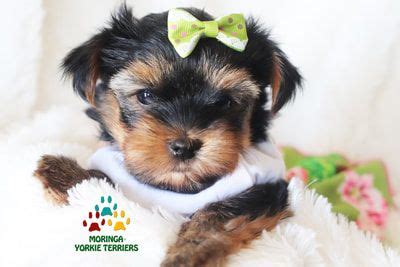 We believe we have the best full service store, but if you find that you are looking for something that is not in our store let. Available Micro Teacup Yorkies* Toy Yorkie Puppies* Yorkie ...