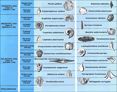 People have largely neglected the power of history. What is a fossil and what are they used for? | Earth ...