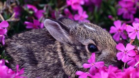 Little Grey Bunny In The Middle Of Lots Of Pink Flowers Spring