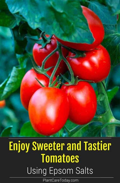Epsom Salt For Tomato Plants Makes Sweeter Tastier Tomatoes Organic