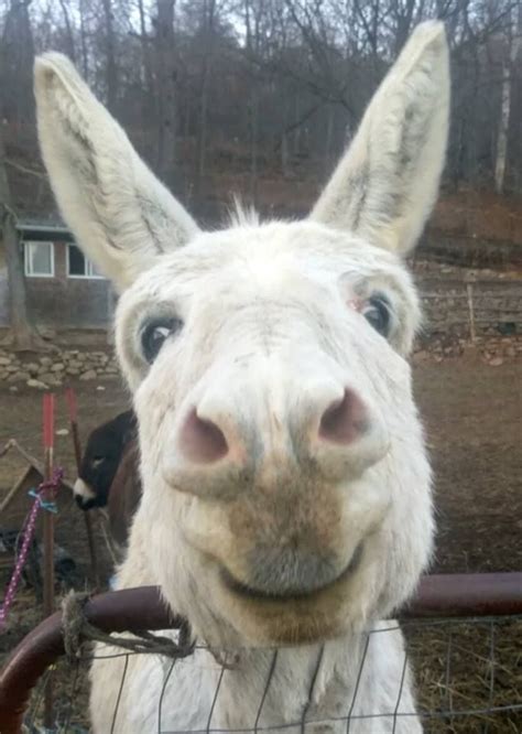 Rescue Donkeyfrozen Has The Best Smile Fit For Fun