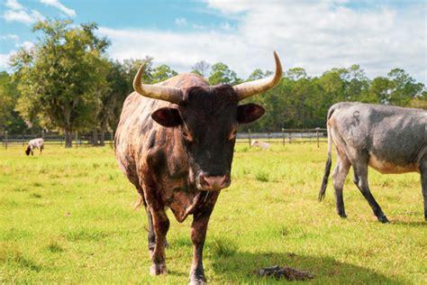Florida Cracker Cattle Photos Two Son Farm