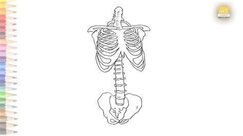 Rib Anatomy Diagram Easy How To Draw Human Rib Cage Simply Human