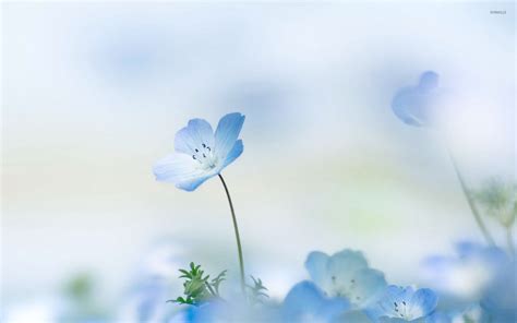 Blue Flowers White Background
