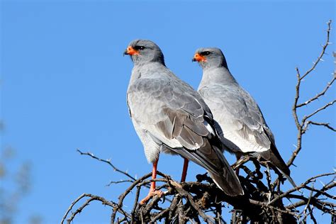 Experience Being On Safari In The Kalahari Desert Art Of Safari