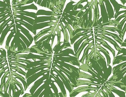 Leaves Palm Tropical Tortuga Wayfair Roll Views