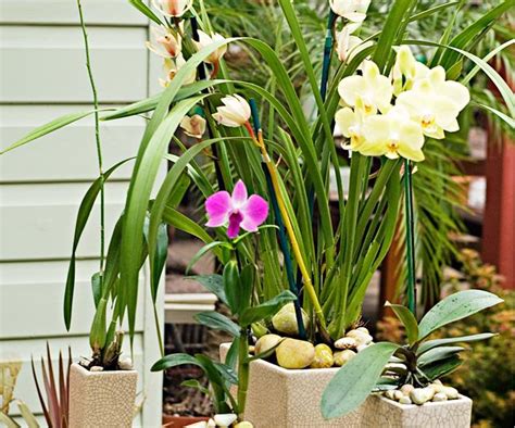 How To Pot An Orchid Potting And Care Tips Homes To Love