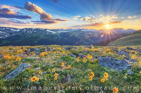 Sunflower Sunset In Rocky Mountain National Park 1 Rocky Mountain