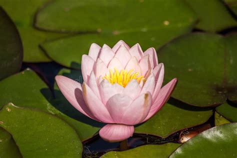 A Beautiful Light Pink Water Lilies Growing In A Natural Pond Stock