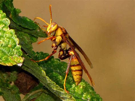 Types Of Paper Wasps Pictures And Identification Green Nature