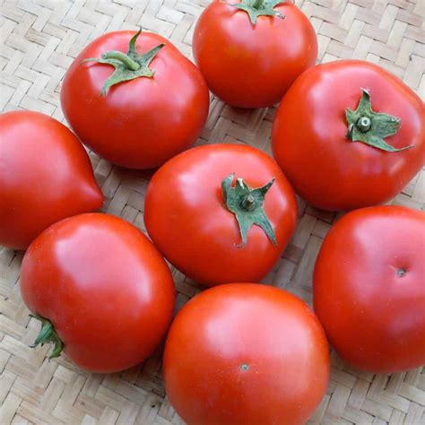 Tomato Spring King Organic Adaptive Seeds