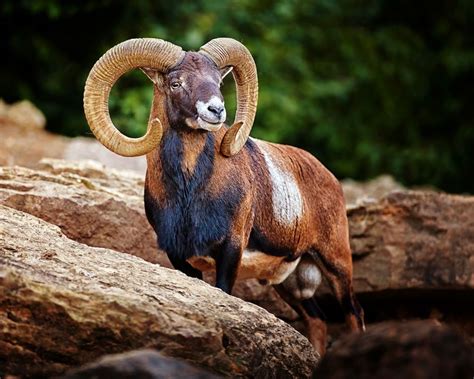 Mouflon The Mouflon Is A Subspecies Group Of The Wild Sheep Ovis Aries Populations Of Ovis