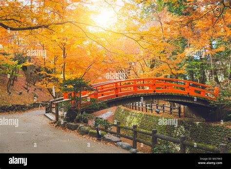 Red Bridge In Maple Forest Colorful Autumn In Japan Stock Photo Alamy