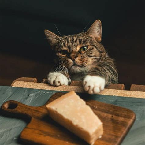 Can Cats Eat Cheese Is Cheese Safe For Cats Cattime Funny Cat