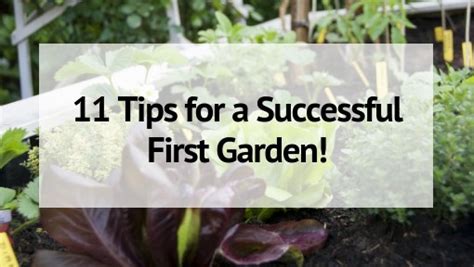Gardening For Beginners 11 Tips For A Successful Start