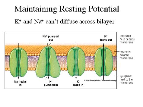The cells are bounded by a thin membrane which is not visible under the light microscope and is called plasmalemma. If a biological membrane has a more negative resting ...