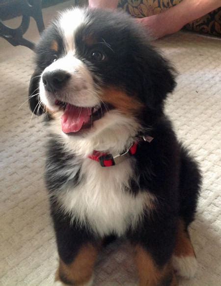 Contact us today and start an exciting journey. Monk the Bernese Mountain Dog | Puppies | Daily Puppy